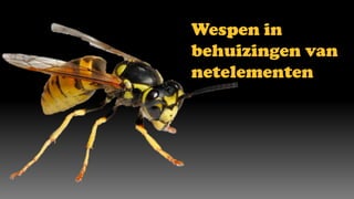 Wespen in
behuizingen van
netelementen
 