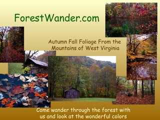 ForestWander.com   Autumn Fall Foliage From the  Mountains of West Virginia Come wander through the forest with us and look at the wonderful colors 
