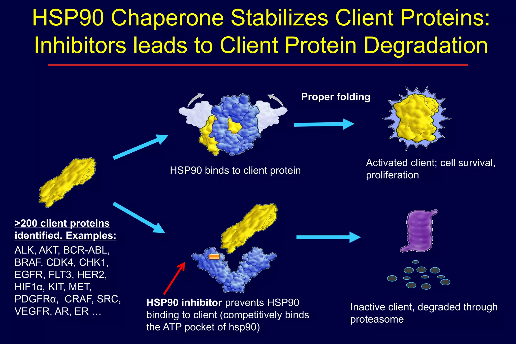 HSP90 Chaperone Stabilizes Client Proteins:
Inhibitors leads to Client Protein Degradation
Proper folding

HSP90 binds to client protein

>200 client proteins
identified. Examples:
ALK, AKT, BCR-ABL,
BRAF, CDK4, CHK1,
EGFR, FLT3, HER2,
HIF1α, KIT, MET,
PDGFRα, CRAF, SRC,
VEGFR, AR, ER …

HSP90 inhibitor prevents HSP90
binding to client (competitively binds
the ATP pocket of hsp90)

Activated client; cell survival,
proliferation

Inactive client, degraded through
proteasome

 