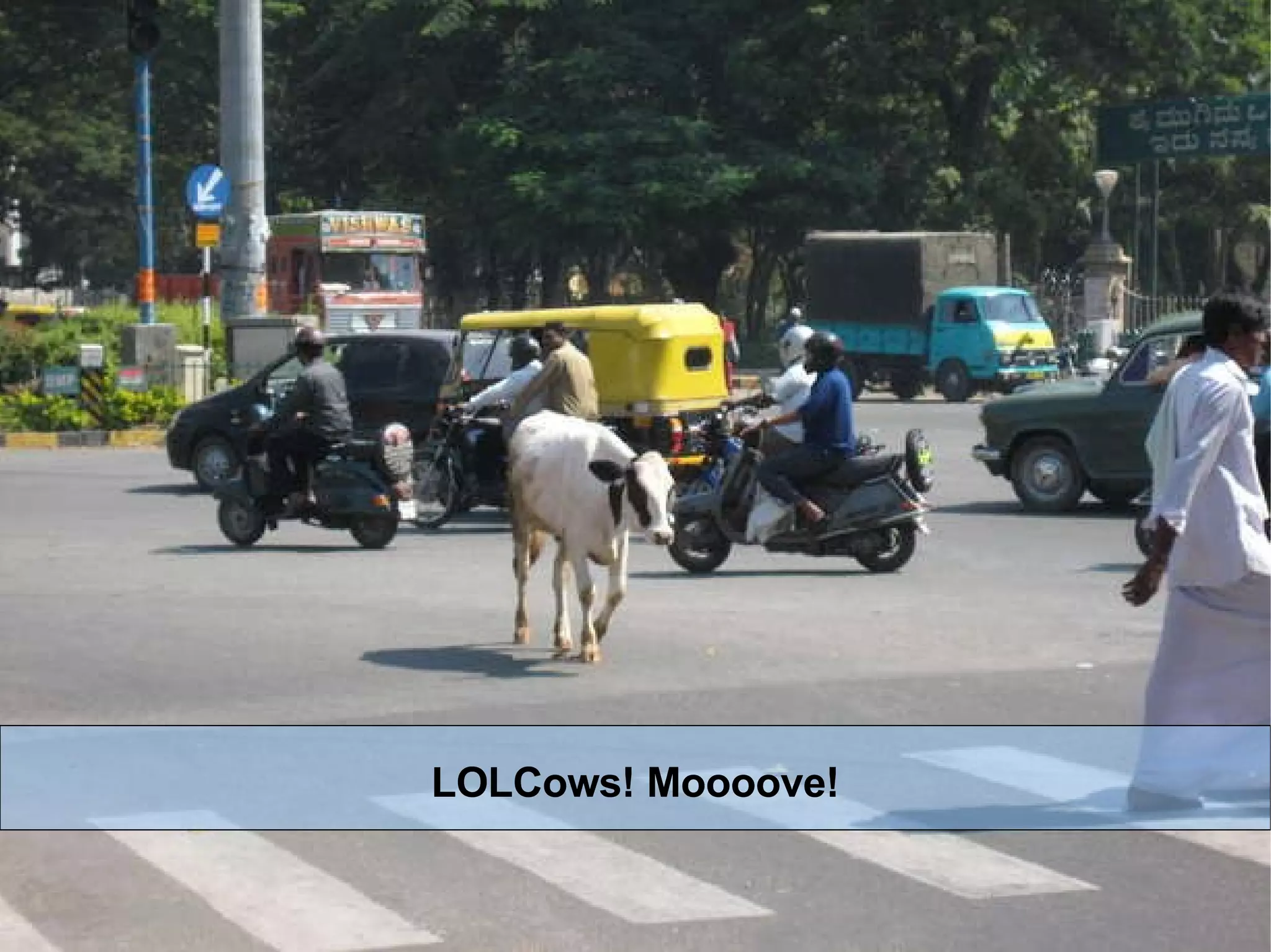 LOLCows! Moooove! 