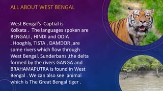 ALL ABOUT WEST BENGAL
West Bengal's Captial is
Kolkata . The languages spoken are
BENGALI , HINDI and ODIA
. Hooghly, TISTA , DAMDOR ,are
some rivers which flow through
West Bengal. Sunderbans ,the delta
formed by the rivers GANGA and
BRAHAMAPUTRA is found in West
Bengal . We can also see animal
which is The Great Bengal tiger .
 