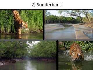 2) Sunderbans
 