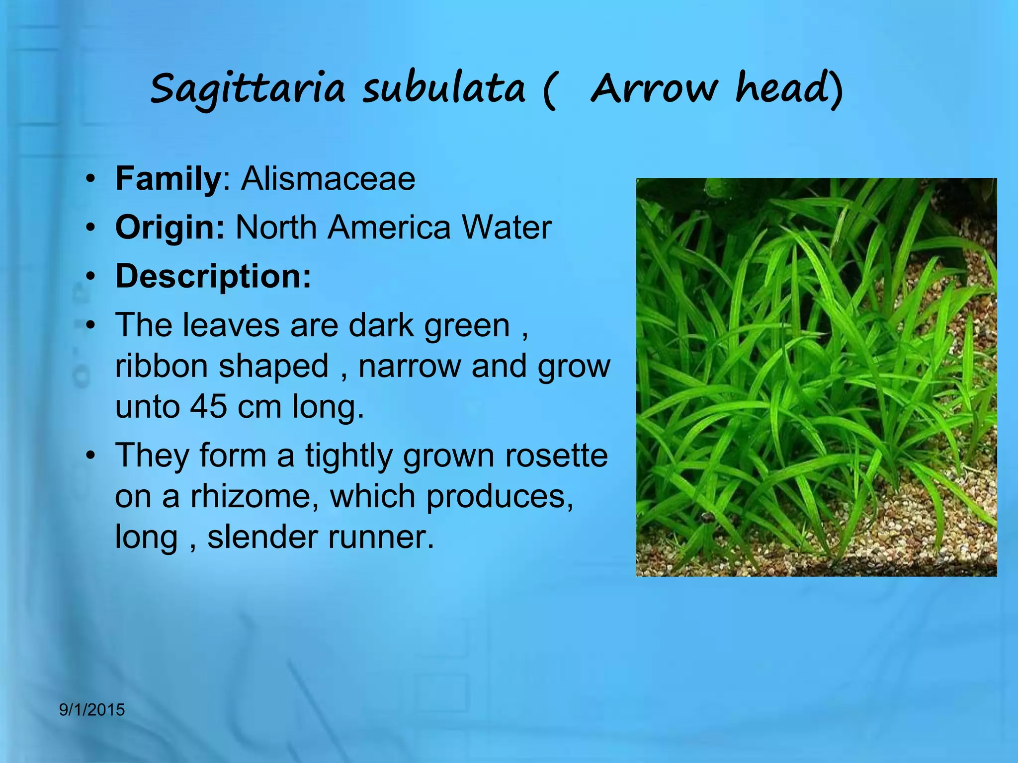 aquarium plant utility and propagation | PPTX