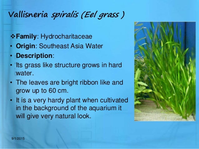 aquarium plant utility and