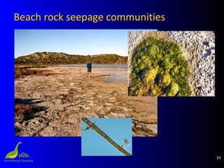 10
Beach rock seepage communitiesBeach rock seepage communities
 