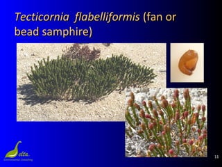 11
Tecticornia flabelliformisTecticornia flabelliformis (fan or(fan or
bead samphire)bead samphire)
 