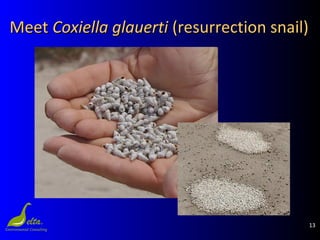 13
MeetMeet Coxiella glauertiCoxiella glauerti (resurrection snail)(resurrection snail)
 