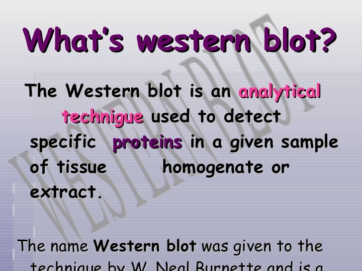 Blots definition dictionary Blots definition dictionary