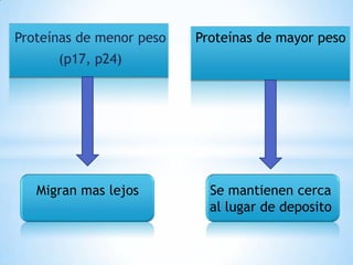 Proteínas de menor peso   Proteínas de mayor peso
      (p17, p24)




   Migran mas lejos         Se mantienen cerca
                            al lugar de deposito
 