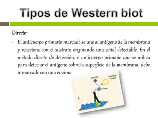 Directo:
• El anticuerpo primario marcado se une al antígeno de la membrana
y reacciona con el sustrato originando una señal detectable. En el
método directo de detección, el anticuerpo primario que se utiliza
para detectar el antígeno sobre la superficie de la membrana, debe
ir marcado con una enzima
 