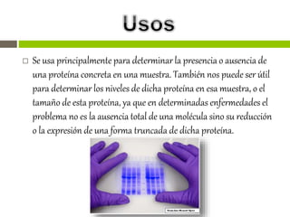 Se usa principalmente para determinar la presencia o ausencia de
una proteína concreta en una muestra. También nos puede ser útil
para determinar los niveles de dicha proteína en esa muestra, o el
tamaño de esta proteína, ya que en determinadas enfermedades el
problema no es la ausencia total de una molécula sino su reducción
o la expresión de una forma truncada de dicha proteína.
 