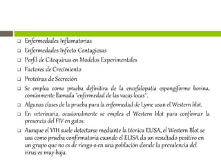  Enfermedades Inflamatorias
 Enfermedades Infecto-Contagiosas
 Perfil de Citoquinas en Modelos Experimentales
 Factores de Crecimiento
 Proteínas de Secreción
 Se emplea como prueba definitiva de la encefalopatía espongiforme bovina,
comúnmente llamada "enfermedad de las vacas locas".
 Algunas clases de la prueba para la enfermedad de Lyme usan el Western blot.
 En veterinaria, ocasionalmente se emplea el Western blot para confirmar la
presencia del FIV en gatos.
 Aunque el VIH suele detectarse mediante la técnica ELISA, el Western Blot se
usa como prueba confirmatoria cuando el ELISA da un resultado positivo en
un grupo que no es de riesgo o en una población donde la prevalencia del
virus es muy baja.
 