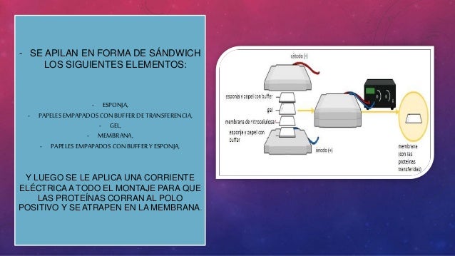 western blot sandwich order western blot sandwich order