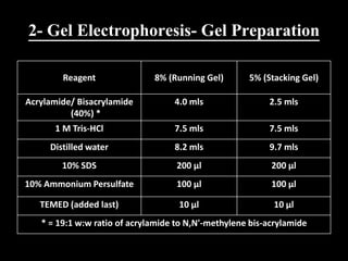 2- Gel Electrophoresis- Gel Preparation
Reagent 8% (Running Gel) 5% (Stacking Gel)
Acrylamide/ Bisacrylamide
(40%) *
4.0 mls 2.5 mls
1 M Tris-HCl 7.5 mls 7.5 mls
Distilled water 8.2 mls 9.7 mls
10% SDS 200 µl 200 µl
10% Ammonium Persulfate 100 µl 100 µl
TEMED (added last) 10 µl 10 µl
* = 19:1 w:w ratio of acrylamide to N,N'-methylene bis-acrylamide
 