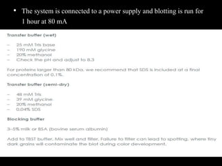 • The system is connected to a power supply and blotting is run for
1 hour at 80 mA
 
