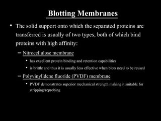 Blotting Membranes
• The solid support onto which the separated proteins are
transferred is usually of two types, both of which bind
proteins with high affinity:
– Nitrocellulose membrane
• has excellent protein binding and retention capabilities
• is brittle and thus it is usually less effective when blots need to be reused
– Polyvinylidene fluoride (PVDF) membrane
• PVDF demonstrates superior mechanical strength making it suitable for
stripping/reprobing
 