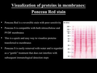 Visualization of proteins in membranes:
Ponceau Red stain
• Ponceau Red is a reversible stain with poor sensitivity
• Ponceau S is compatible with both nitrocellulose and
PVDF membranes
• This is a quick and easy way to visualize proteins
transferred to membranes
• Ponceau S is easily removed with water and is regarded
as a “gentle” treatment that does not interfere with
subsequent immunological detection steps
 