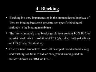 4- Blocking
• Blocking is a very important step in the immunodetection phase of
Western blotting because it prevents non-specific binding of
antibody to the blotting membrane
• The most commonly used blocking solutions contain 3-5% BSA or
non-fat dried milk in a solution of PBS (phosphate buffered saline)
or TBS (tris buffered saline)
• Often, a small amount of Tween 20 detergent is added to blocking
and washing solutions to reduce background staining, and the
buffer is known as PBST or TBST
 