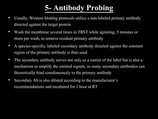 5- Antibody Probing
• Usually, Western blotting protocols utilize a non-labeled primary antibody
directed against the target protein
• Wash the membrane several times in TBST while agitating, 5 minutes or
more per wash, to remove residual primary antibody
• A species-specific, labeled secondary antibody directed against the constant
region of the primary antibody is then used
• The secondary antibody serves not only as a carrier of the label but is also a
mechanism to amplify the emitted signals, as many secondary antibodies can
theoretically bind simultaneously to the primary antibody
• Secondary Ab is also diluted according to the manufacturer’s
recommendations and incubated for 1 hour at RT
 