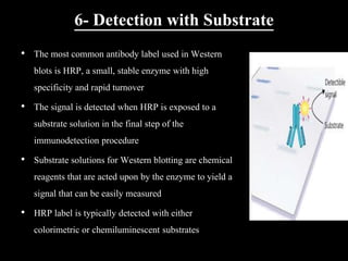 6- Detection with Substrate
• The most common antibody label used in Western
blots is HRP, a small, stable enzyme with high
specificity and rapid turnover
• The signal is detected when HRP is exposed to a
substrate solution in the final step of the
immunodetection procedure
• Substrate solutions for Western blotting are chemical
reagents that are acted upon by the enzyme to yield a
signal that can be easily measured
• HRP label is typically detected with either
colorimetric or chemiluminescent substrates
 
