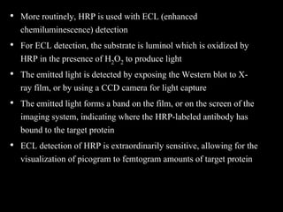 • More routinely, HRP is used with ECL (enhanced
chemiluminescence) detection
• For ECL detection, the substrate is luminol which is oxidized by
HRP in the presence of H2O2 to produce light
• The emitted light is detected by exposing the Western blot to X-
ray film, or by using a CCD camera for light capture
• The emitted light forms a band on the film, or on the screen of the
imaging system, indicating where the HRP-labeled antibody has
bound to the target protein
• ECL detection of HRP is extraordinarily sensitive, allowing for the
visualization of picogram to femtogram amounts of target protein
 