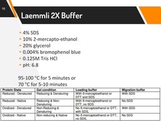 Western Blot | PPTX