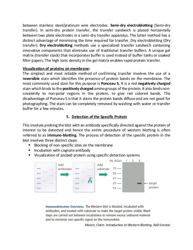 purpose of western blot analysis purpose of western blot analysis