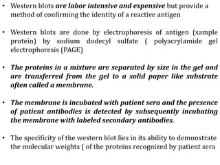 • Western blots are labor intensive and expensive but provide a
method of confirming the identity of a reactive antigen
• Western blots are done by electrophoresis of antigen (sample
protein) by sodium dodecyl sulfate ( polyacrylamide gel
electrophoresis (PAGE)
• The proteins in a mixture are separated by size in the gel and
are transferred from the gel to a solid paper like substrate
often called a membrane.
• The membrane is incubated with patient sera and the presence
of patient antibodies is detected by subsequently incubating
the membrane with labeled secondary antibodies.
• The specificity of the western blot lies in its ability to demonstrate
the molecular weights ( of the proteins recognized by patient sera
 