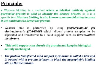 Principle:
• Western blotting is a method where a labelled antibody against
particular protein is used to identify the desired protein, so it is a
specific test. Western blotting is also known as immunoblotting because
it use antibodies to detect the protein.
• Western blot is performed by using polyacrylamide gel
electrophoresis (SDS-PAGE) which allows protein samples to be
separated and transferred to a solid support such as nitrocellulose
membrane.
• This solid support can absorb the protein and keep its biological
activity unchanged.
• The protein transferred solid support membrane is called a blot and
is treated with a protein solution to block the hydrophobic binding
site on the membrane.
 