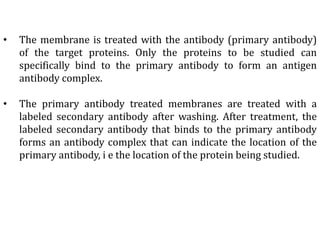 • The membrane is treated with the antibody (primary antibody)
of the target proteins. Only the proteins to be studied can
specifically bind to the primary antibody to form an antigen
antibody complex.
• The primary antibody treated membranes are treated with a
labeled secondary antibody after washing. After treatment, the
labeled secondary antibody that binds to the primary antibody
forms an antibody complex that can indicate the location of the
primary antibody, i e the location of the protein being studied.
 