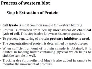 Process of western blot
 