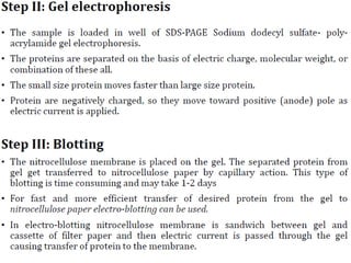Western Blot