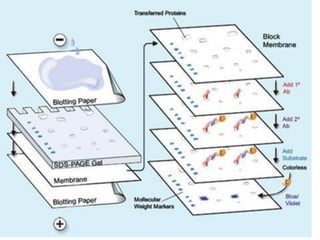 Western Blot