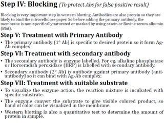 Western Blot