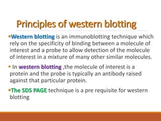 Principles of western blotting
Western blotting is an immunoblotting technique which
rely on the specificity of binding between a molecule of
interest and a probe to allow detection of the molecule
of interest in a mixture of many other similar molecules.
 In western blotting ,the molecule of interest is a
protein and the probe is typically an antibody raised
against that particular protein.
The SDS PAGE technique is a pre requisite for western
blotting
 