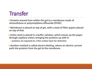 Transfer
Proteins moved from within the gel to a membrane made of
nitrocellulose or polyvinylidene difluoride (PVDF)
Membrane is placed on top of gel, with a stack of filter papers placed
on top of that
Entire stack is placed in a buffer solution, which moves up the paper
through capillary action, bringing the proteins up with it-
proteins are exposed on a thin surface layer for detection
Another method is called electro blotting, where an electric current
pulls the proteins from the gel to the membrane
 