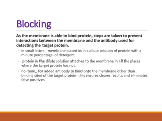 Blocking
As the membrane is able to bind protein, steps are taken to prevent
interactions between the membrane and the antibody used for
detecting the target protein.
◦ in small letter..- membrane placed in in a dilute solution of protein with a
minute percentage of detergent.
◦ protein in the dilute solution attaches to the membrane in all the places
where the target protein has not.
◦ no room,, for added antibody to bind onto the membrane other than
binding sites of the target protein- this ensures clearer results and eliminates
false positives
 