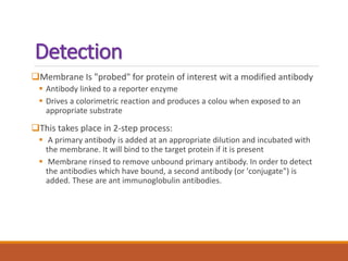 Detection
Membrane Is "probed" for protein of interest wit a modified antibody
 Antibody linked to a reporter enzyme
 Drives a colorimetric reaction and produces a colou when exposed to an
appropriate substrate
This takes place in 2-step process:
 A primary antibody is added at an appropriate dilution and incubated with
the membrane. It will bind to the target protein if it is present
 Membrane rinsed to remove unbound primary antibody. In order to detect
the antibodies which have bound, a second antibody (or 'conjugate") is
added. These are ant immunoglobulin antibodies.
 