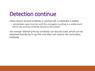 Detection continue
oAfter excess second antibody is washed off, a substrate is added-
o precipitates upon reaction with the conjugate resulting in a visible band
where the primary antibody bound to the protein
oAn isotope-labeled primary antibody can also be used, which can be
detected directly by X-ray film and does not require the secondary
antibody
 