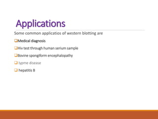 Applications
Some common applicatios of western blotting are
Medical diagnosis
Hiv test through human serium sample
Bovine spongiform encephalopathy
 lypme disease
 hepatitis B
 