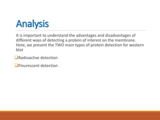 Analysis
It is important to understand the advantages and disadvantages of
different ways of detecting a protein of interest on the membrane.
Here, we present the TWO main types of protein detection for western
blot
Radioactive detection
Flourescent detection
 