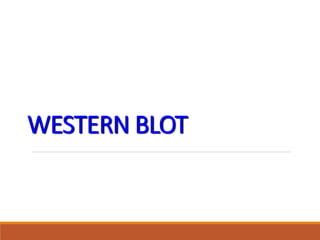 WESTERN BLOT
 