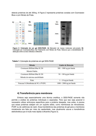 detecta proteínas de até 300ng. A Figura 2 representa proteínas coradas com Coomassie-
Blue e com Nitrato de Prata.
4) Transferência para membrana
Embora seja essencialmente uma técnica analítica, o SDS-PAGE somente não
permite a análise de proteínas individuais e separadas. Para que isso seja possível é
necessário utilizar anticorpos específicos para a proteína desejada, mas antes, é preciso
que essas proteínas estejam em um suporte sólido, como membranas de nitrocelulose,
PVDF ou de catiônicas de nylon. Essa transferência das proteínas do gel para a membrana
inicialmente era feita por meio da capilaridade, mas atualmente usa-se a transferência
eletroforética que é muito mais rápida e eficiente (Figura 3).
 
