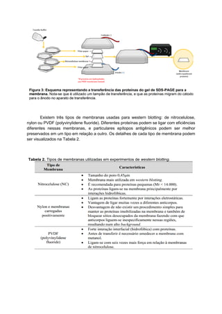 Existem três tipos de membranas usadas para western blotting: de nitrocelulose,
nylon ou PVDF (polyvinylidene fluoride). Diferentes proteínas podem se ligar com eficiências
diferentes nessas membranas, e particulares epítopos antigênicos podem ser melhor
preservados em um tipo em relação a outro. Os detalhes de cada tipo de membrana podem
ser visualizados na Tabela 2.
 