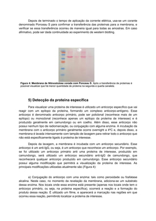 Depois de terminado o tempo de aplicação da corrente elétrica, usa-se um corante
denominado Ponceau S para confirmar a transferência das proteínas para a membrana, e
verificar se essa transferência ocorreu de maneira igual para todas as amostras. Em caso
afirmativo, pode ser dada continuidade ao experimento de western blotting.
5) Detecção da proteína específica
Para visualizar uma proteína de interesse é utilizado um anticorpo específico que vai
reagir com um epítopo da proteína, formando um complexo anticorpo-antígeno. Esse
anticorpo é denominado anticorpo primário, pode ser policlonal (reconhece mais de um
epítopo) ou monoclonal (reconhece apenas um epítopo da proteína de interesse) e é
produzido geralmente em camundongo ou em coelho. Além disso, esse anticorpo não
possui nenhum tipo de radiomarcação, ou conjugação com alguma enzima. A incubação da
membrana com o anticorpo primário geralmente ocorre overnight a 4ºC e, depois disso, a
membrana é lavada intensamente com tampão de lavagem para retirar todo o anticorpo que
não está especificamente ligado à proteína de interesse.
Depois da lavagem, a membrana é incubada com um anticorpo secundário. Esse
anticorpo é um anti-IgG, ou seja, é um anticorpo que reconhece um anticorpo. Por exemplo,
se foi utilizado um anticorpo primário anti uma proteína de interesse, produzido em
camundongo, será utilizado um anticorpo secundário anti-IgG de camundongo, que
reconhecerá qualquer anticorpo produzido em camundongo. Esse anticorpo secundário
possui alguma modificação que permitirá a visualização da proteína de interesse. As
principais modificações utilizadas atualmente são (Figura 4):
a) Conjugação do anticorpo com uma enzima: tais como peroxidade ou fosfatase
alcalina. Neste caso, no momento da revelação da membrana, adiciona-se um substrato
dessa enzima. Nos locais onde essa enzima está presente (apenas nos locais onde tem o
anticorpo primário, ou seja, na proteína específica), ocorrerá a reação e a formação do
produto dessa reação. É utilizado um filme, e aparecerá a marcação nas regiões em que
ocorreu essa reação, permitindo localizar a proteína de interesse.
 