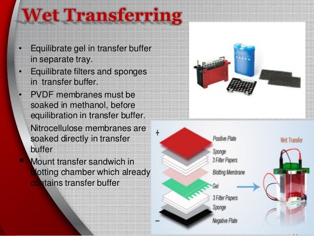 western blot sandwich order western blot sandwich order
