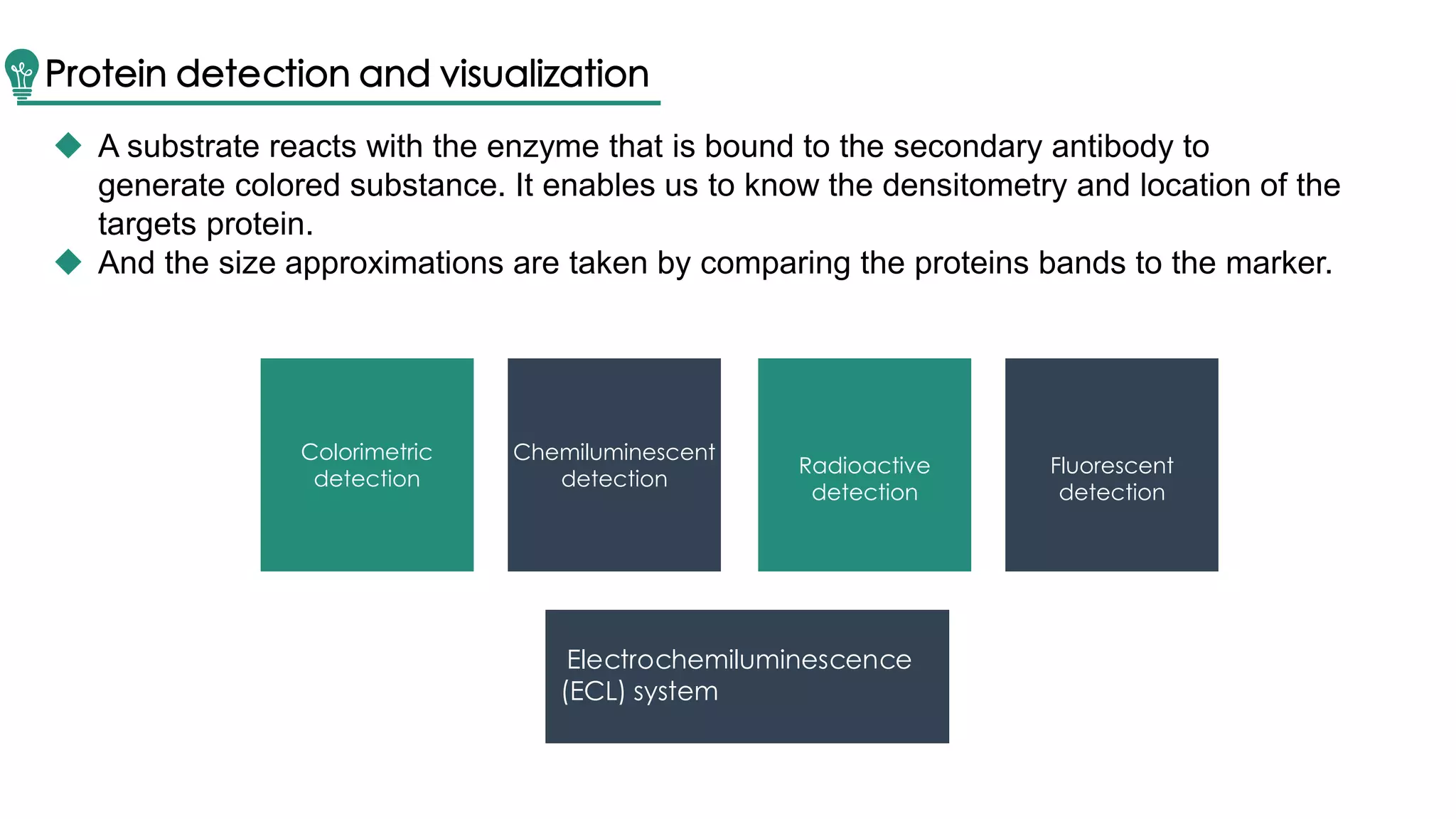 Protein detection and visualization
Colorimetric
detection
Chemiluminescent
detection
Radioactive
detection
Fluorescent
detection
 A substrate reacts with the enzyme that is bound to the secondary antibody to
generate colored substance. It enables us to know the densitometry and location of the
targets protein.
 And the size approximations are taken by comparing the proteins bands to the marker.
Electrochemiluminescence
(ECL) system
 