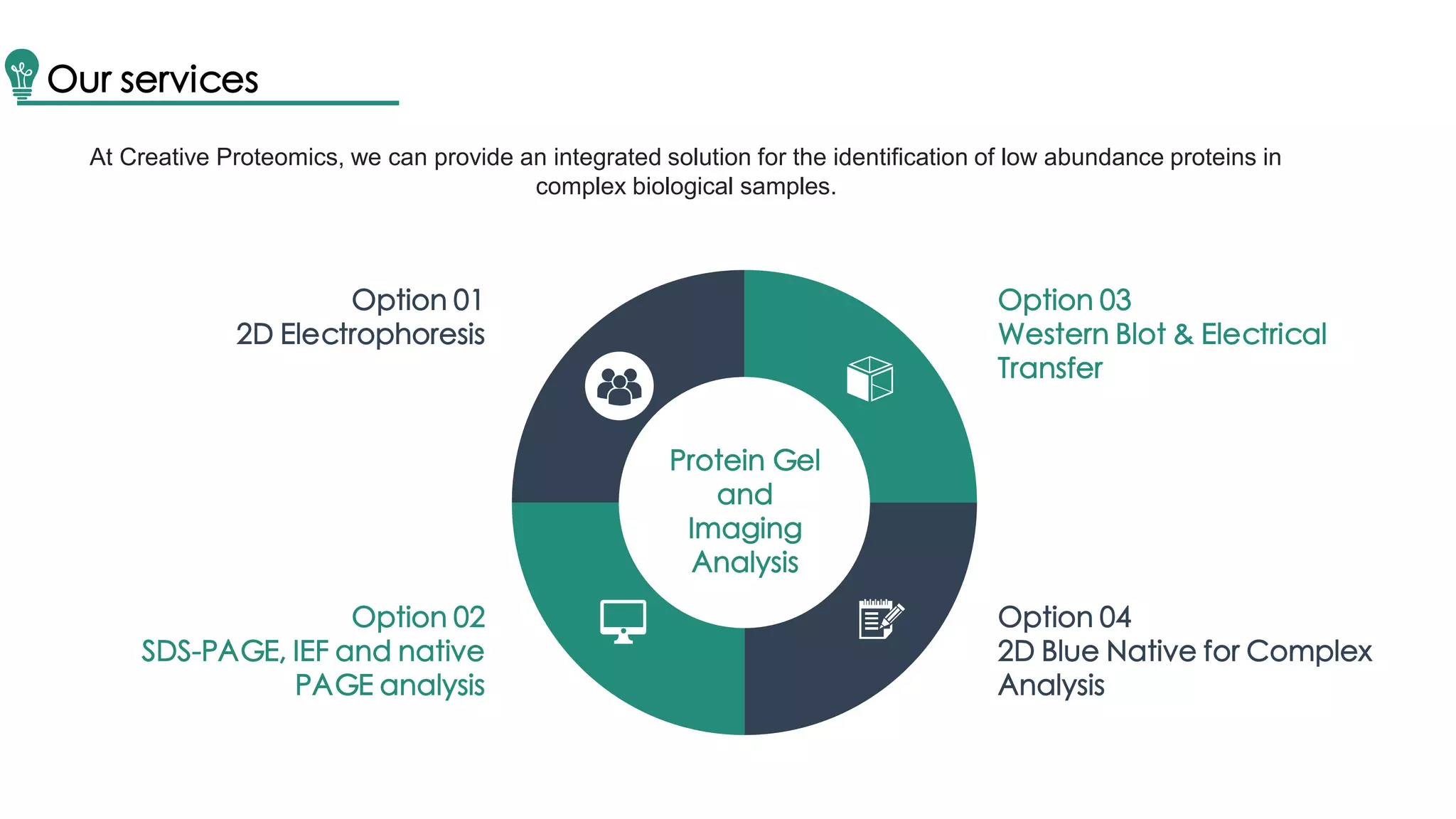 Option 03
Western Blot & Electrical
Transfer
Option 04
2D Blue Native for Complex
Analysis
Option 01
2D Electrophoresis
Option 02
SDS-PAGE, IEF and native
PAGE analysis
Protein Gel
and
Imaging
Analysis
Our services
At Creative Proteomics, we can provide an integrated solution for the identification of low abundance proteins in
complex biological samples.
 