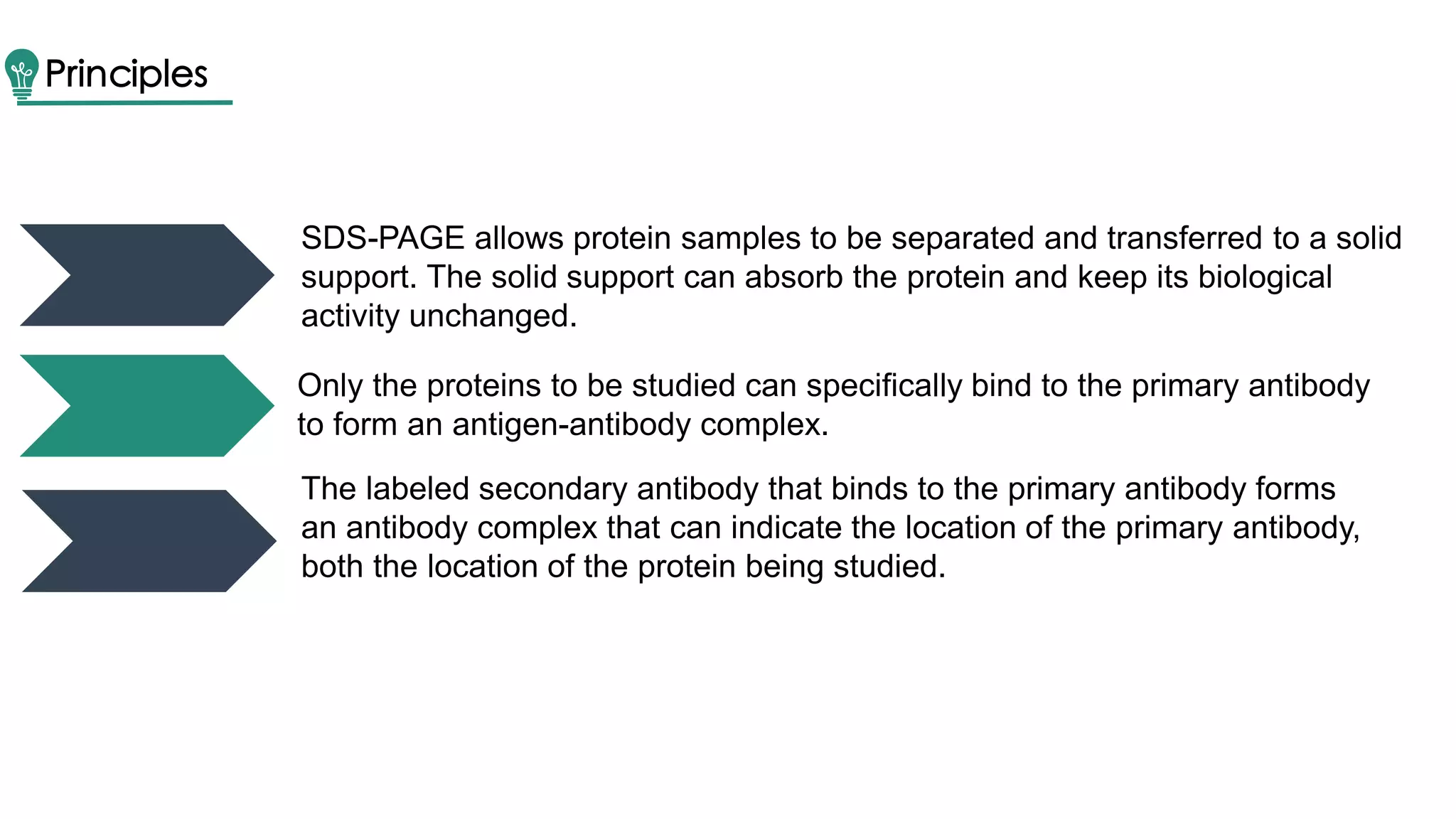 Principles
SDS-PAGE allows protein samples to be separated and transferred to a solid
support. The solid support can absorb the protein and keep its biological
activity unchanged.
Only the proteins to be studied can specifically bind to the primary antibody
to form an antigen-antibody complex.
The labeled secondary antibody that binds to the primary antibody forms
an antibody complex that can indicate the location of the primary antibody,
both the location of the protein being studied.
 