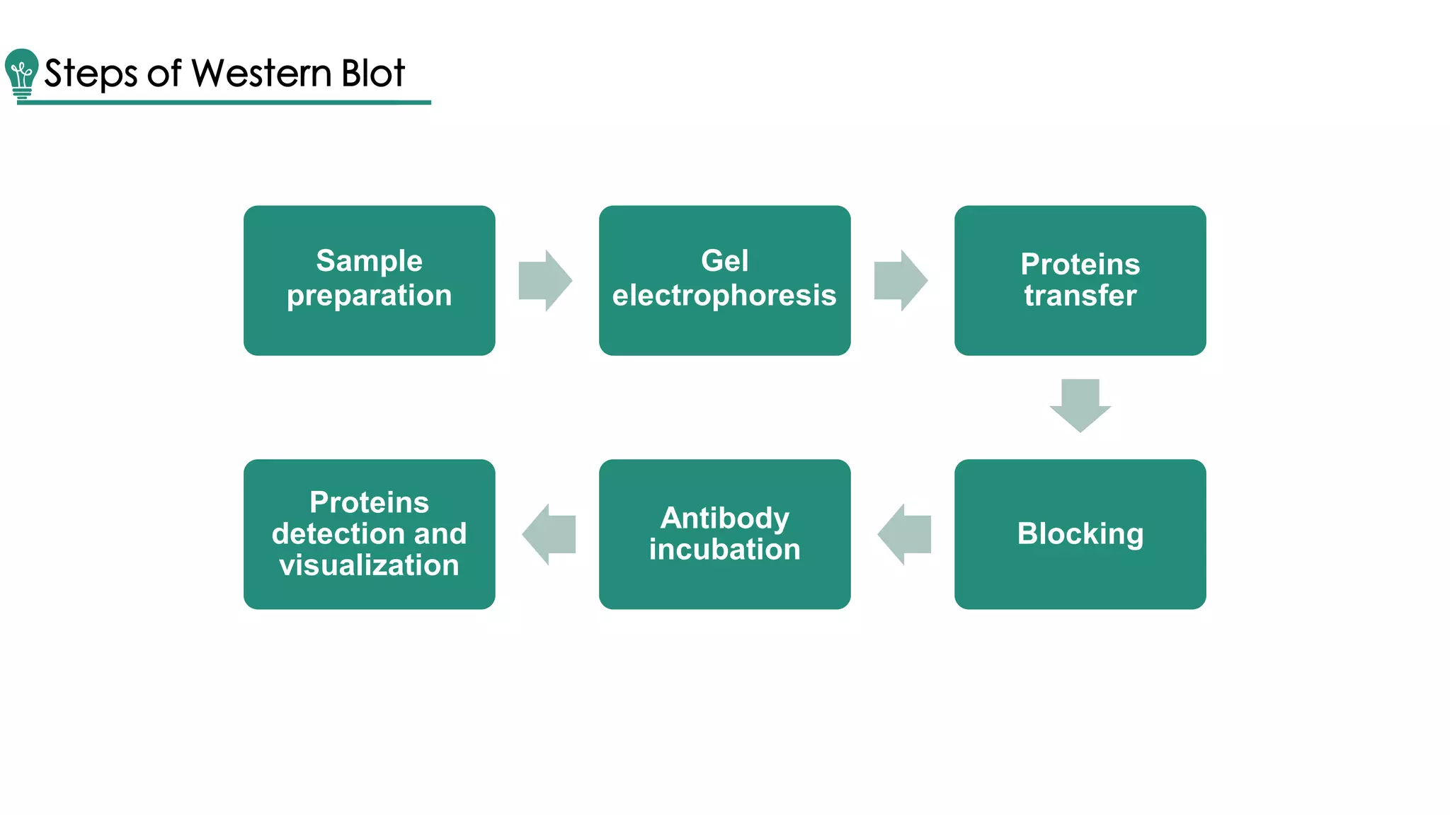 Sample
preparation
Gel
electrophoresis
Proteins
transfer
Blocking
Antibody
incubation
Proteins
detection and
visualization
Steps of Western Blot
 